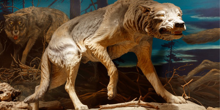 Mighty saber-toothed cats and dire wolves probably had achy joints
