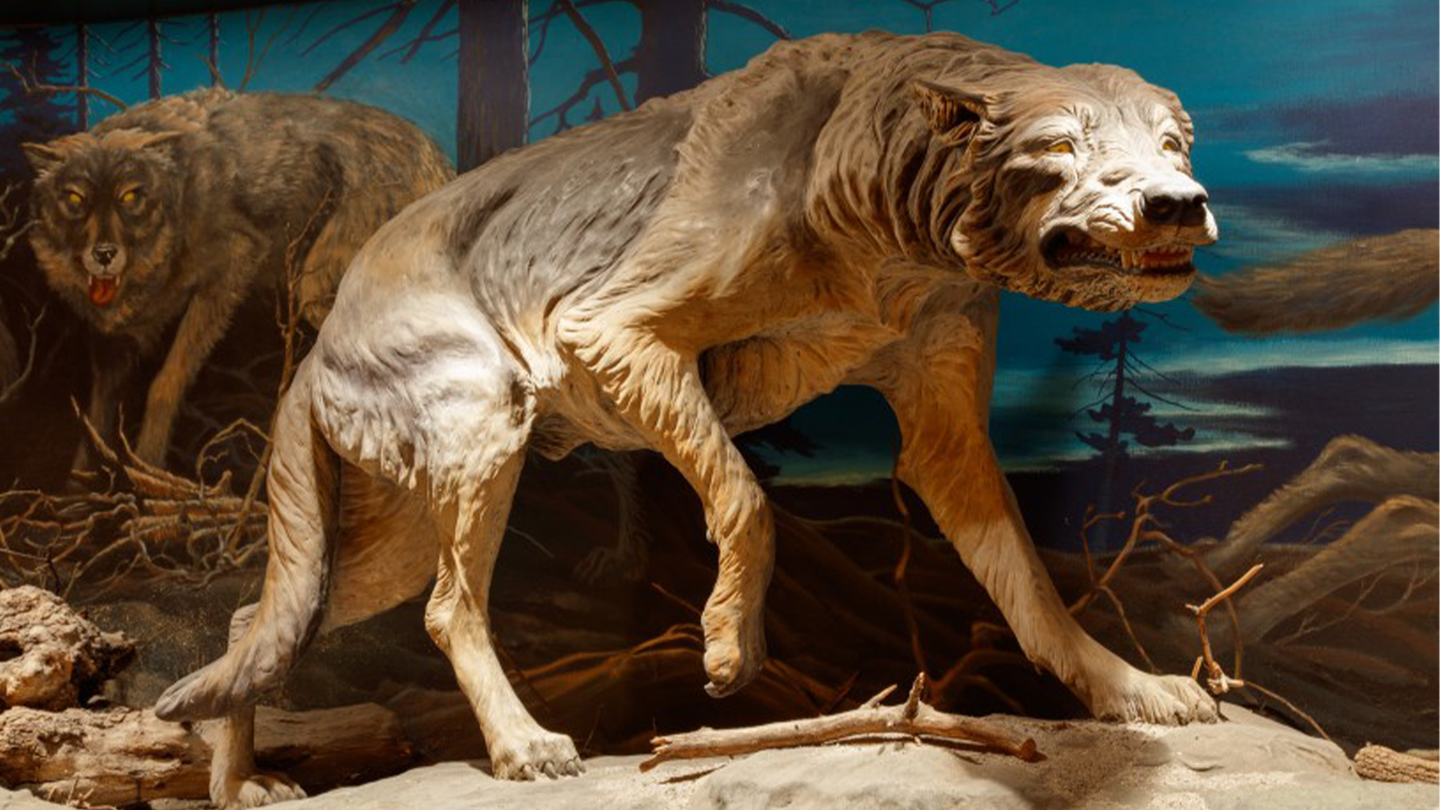 A dire wolf reconstruction on exhibit at the La Brea Tar Pits & Museum.