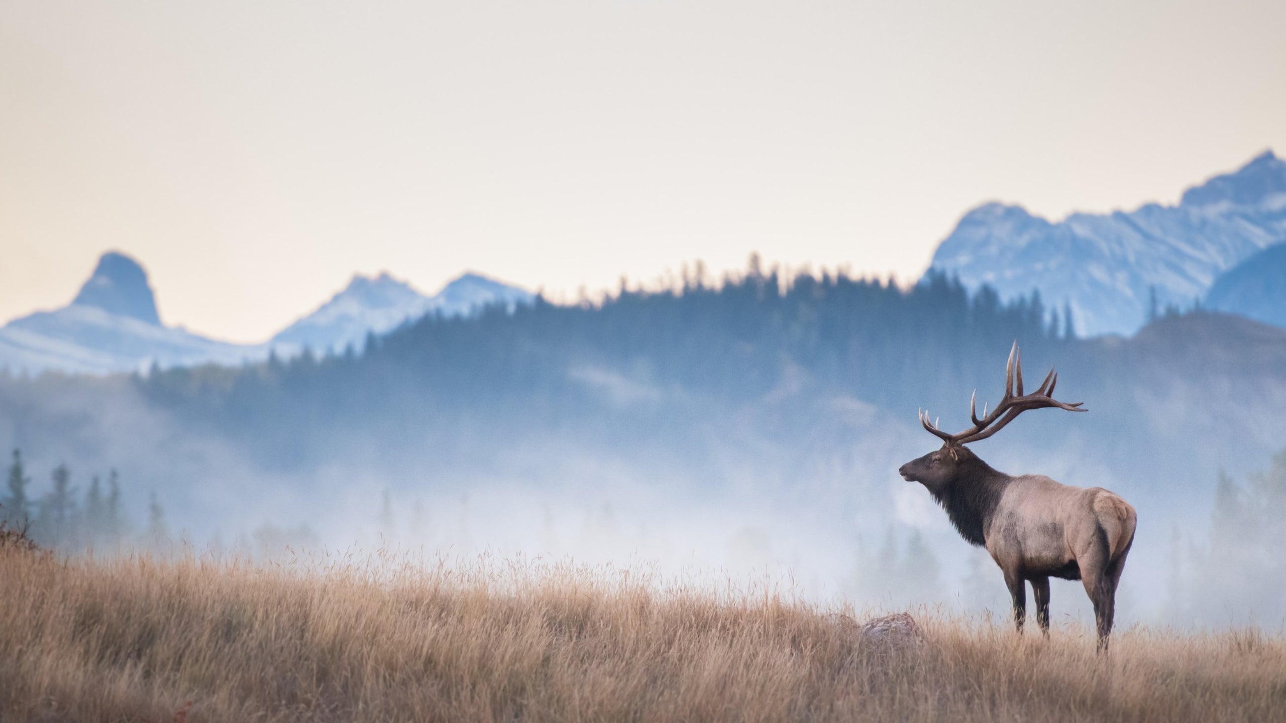 Like whales and bats, elk have regional dialects