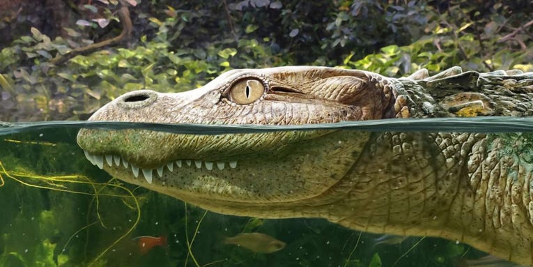Extinct snub-nosed gator had big teeth for crushing snails