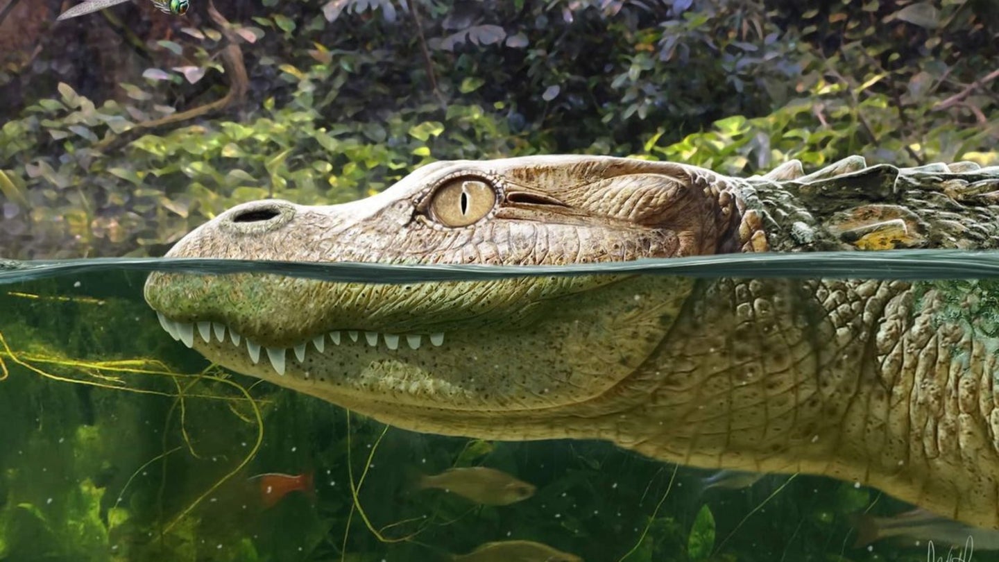 An artist’s illustration of Alligator munensis, which is skimming the water with its eye out and surrounded by lush green trees. The large tooth sockets towards the back of its mouth suggest this extinct gator could crush shells and may have snacked on hard-shelled prey like snails.