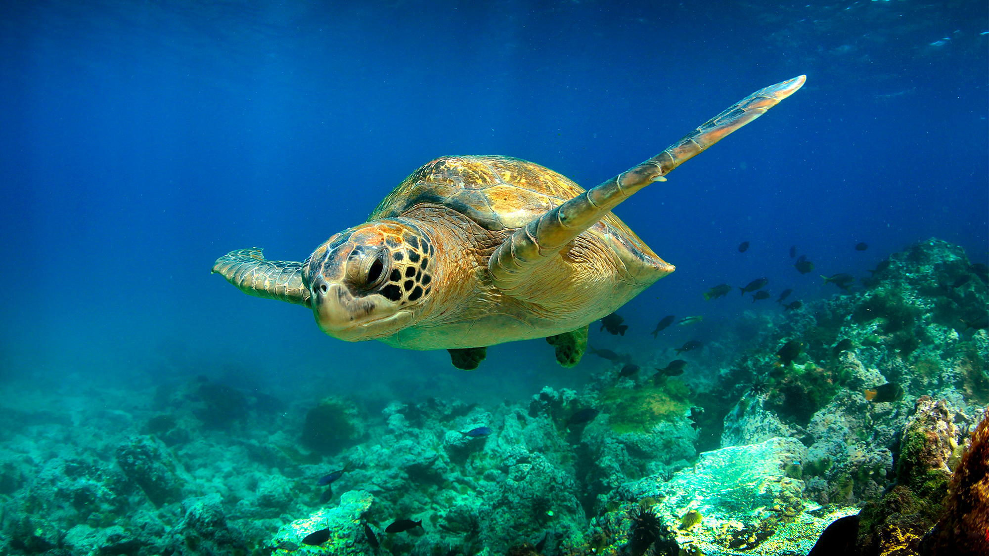 A green sea turtle swims in the ocean.