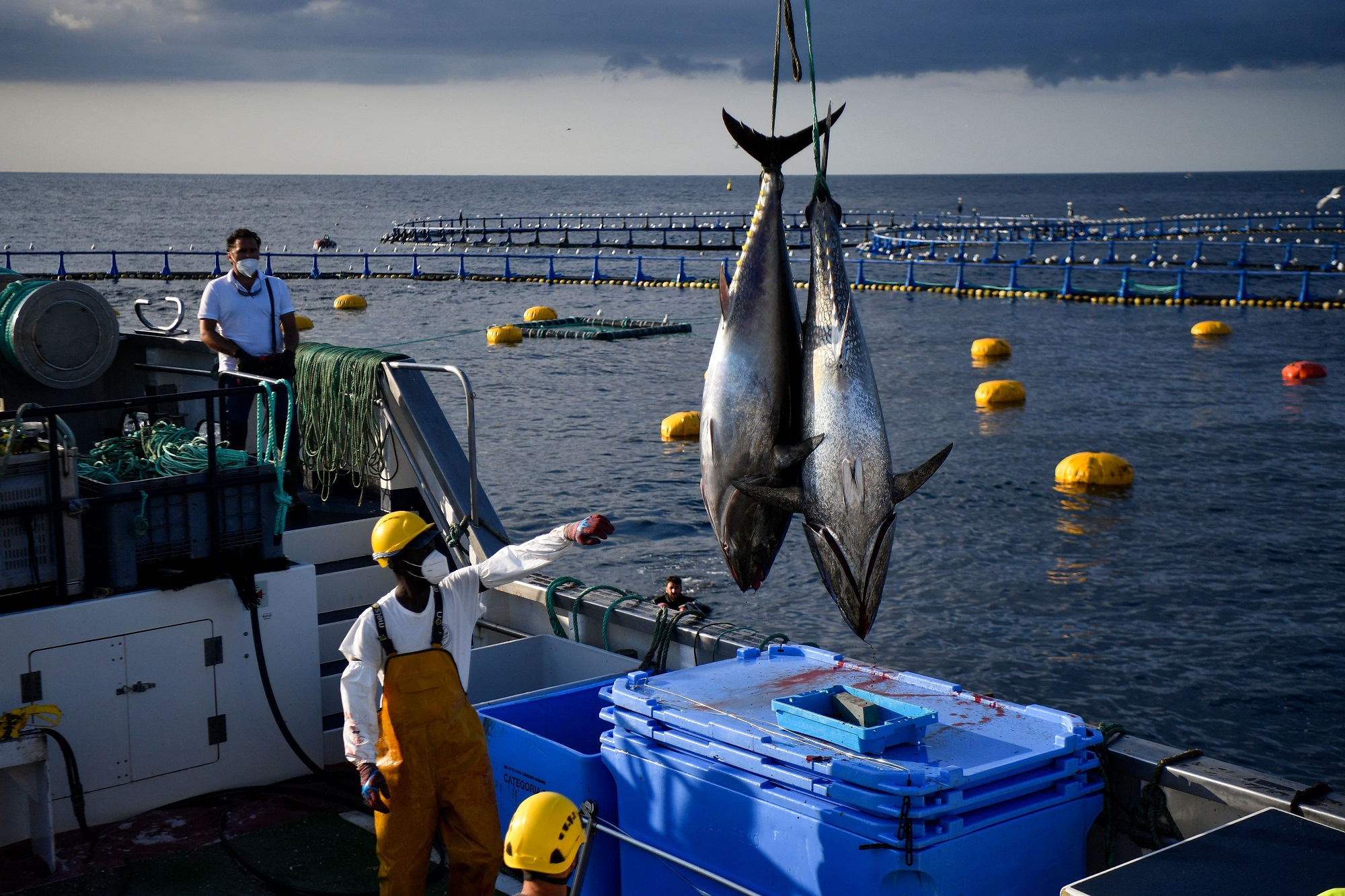 Pair of bluefin tuna strung up on a fishing crane on the coast of Spain