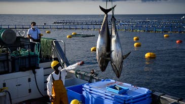 Who caught the first bluefin tuna?