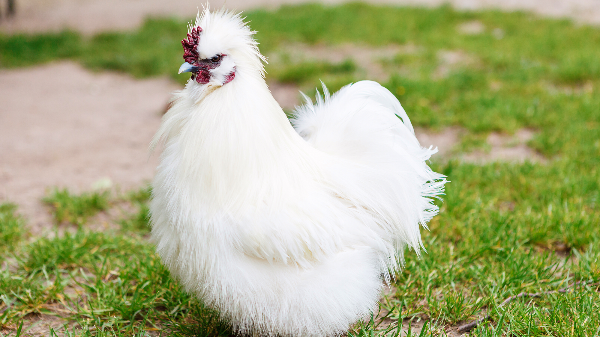 Before humans ate chickens, we treasured them as exotic pets
