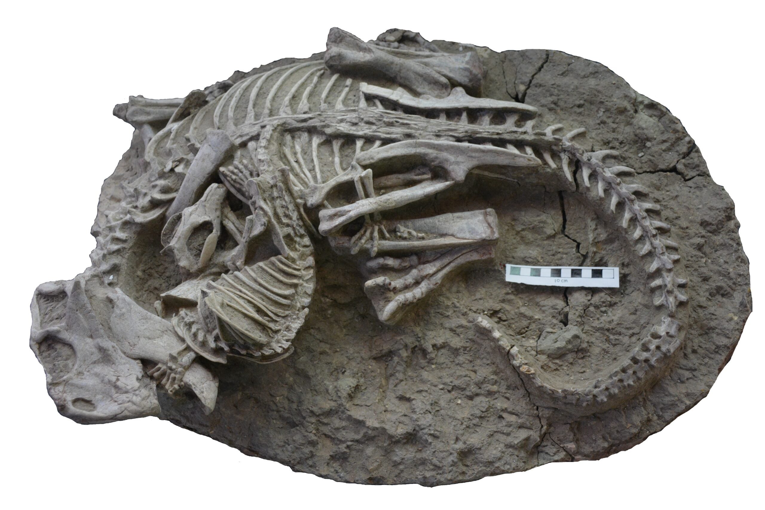 Fossil showing the entangled skeletons of Psittacosaurus (dinosaur) and Repenomamus (mammal) and their interaction just before death. The scale bar equals 10 centimeters (3.9 inches).
