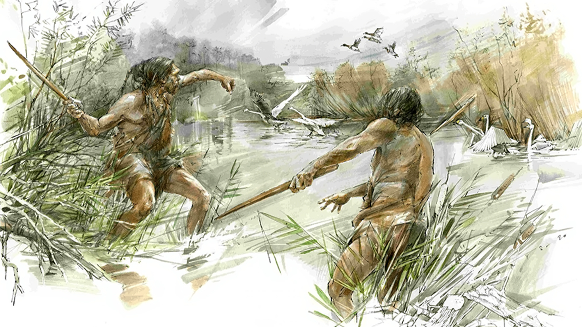 An artistic reconstruction showing how this 300,000 year-old stick would have been thrown on a hunt. Two men stand in a shallow body of water, with one aiming the stick towards three birds.