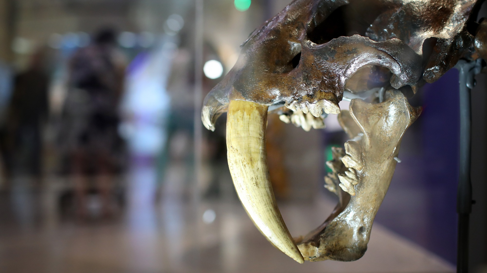 A saber tooth cat fossil is displayed during a press preview of the Smithsonian's National Museum of Natural History on June 4, 2019.