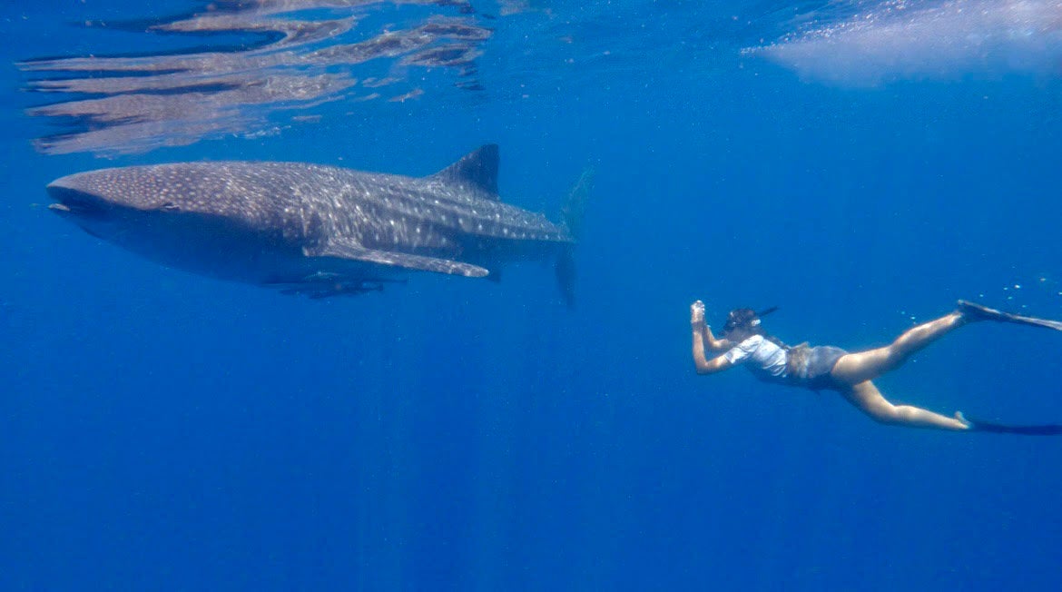 Heidy Martinez swims in Honda Bay in Palawan, Philippines on October 5, 2022. She is taking a photo ID of a juvenile whale shark to record behavioral data and assess population size. 