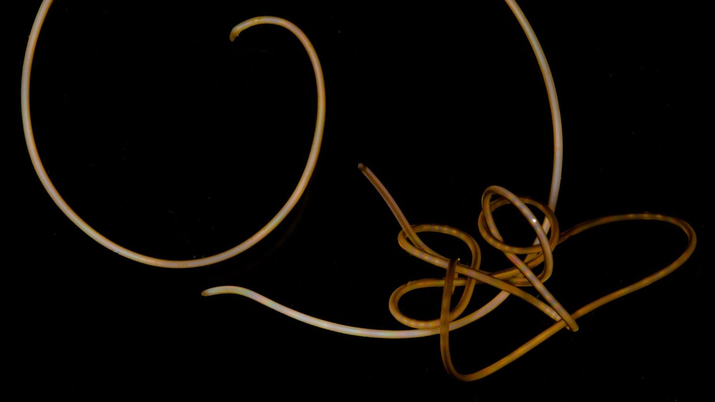 parasitic horsehair worm