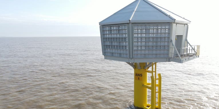 Artificial nests could give endangered birds a home near new offshore wind farm