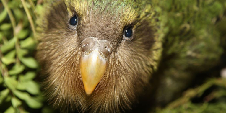 A flightless parrot is returning to mainland New Zealand after a 40-year absence