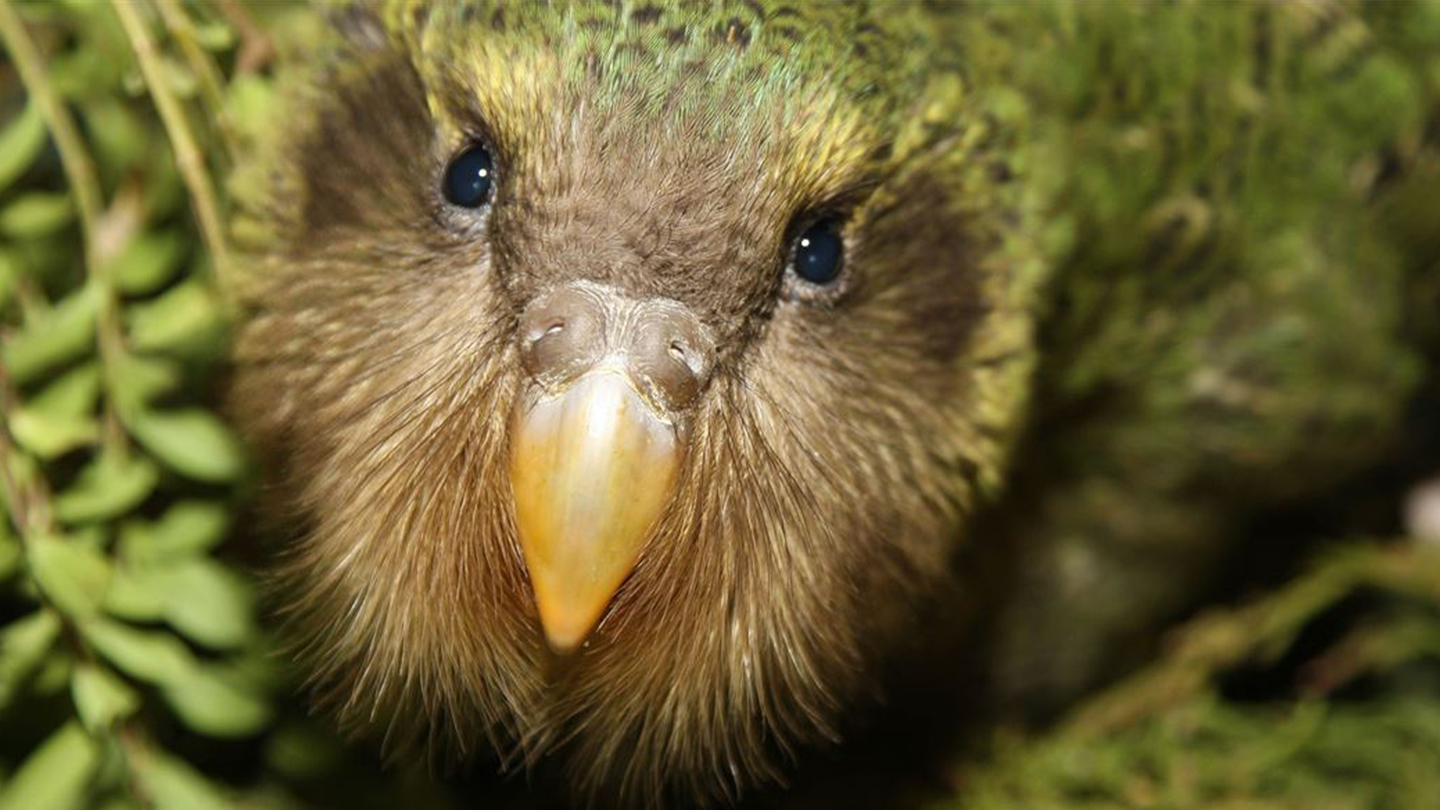 A kākāpō chick. The birds are are large flightless parrots from New Zealand who are masters of camouflage and known for a booming call.
