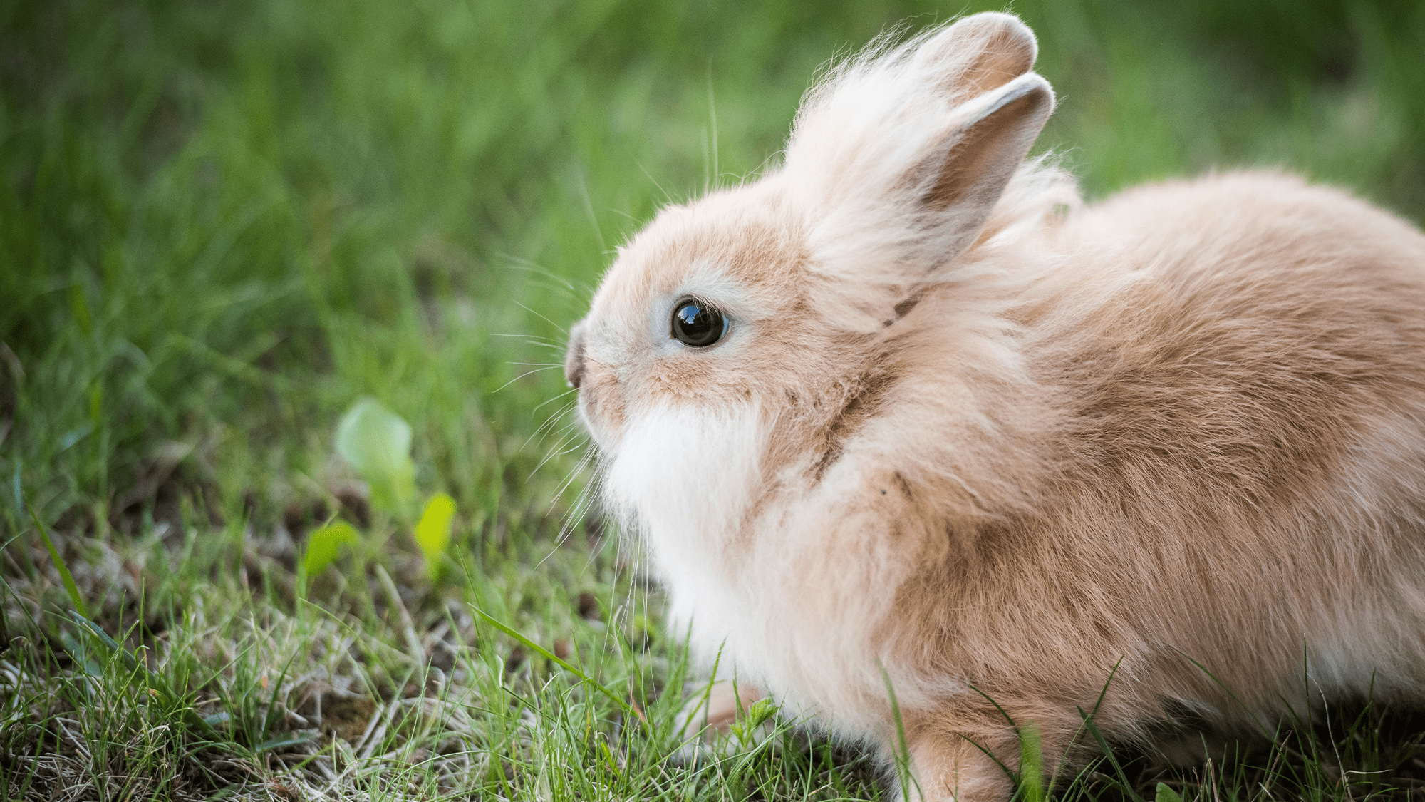 Florida suburb is overrun by fluffy rabbits after breeder goes rogue