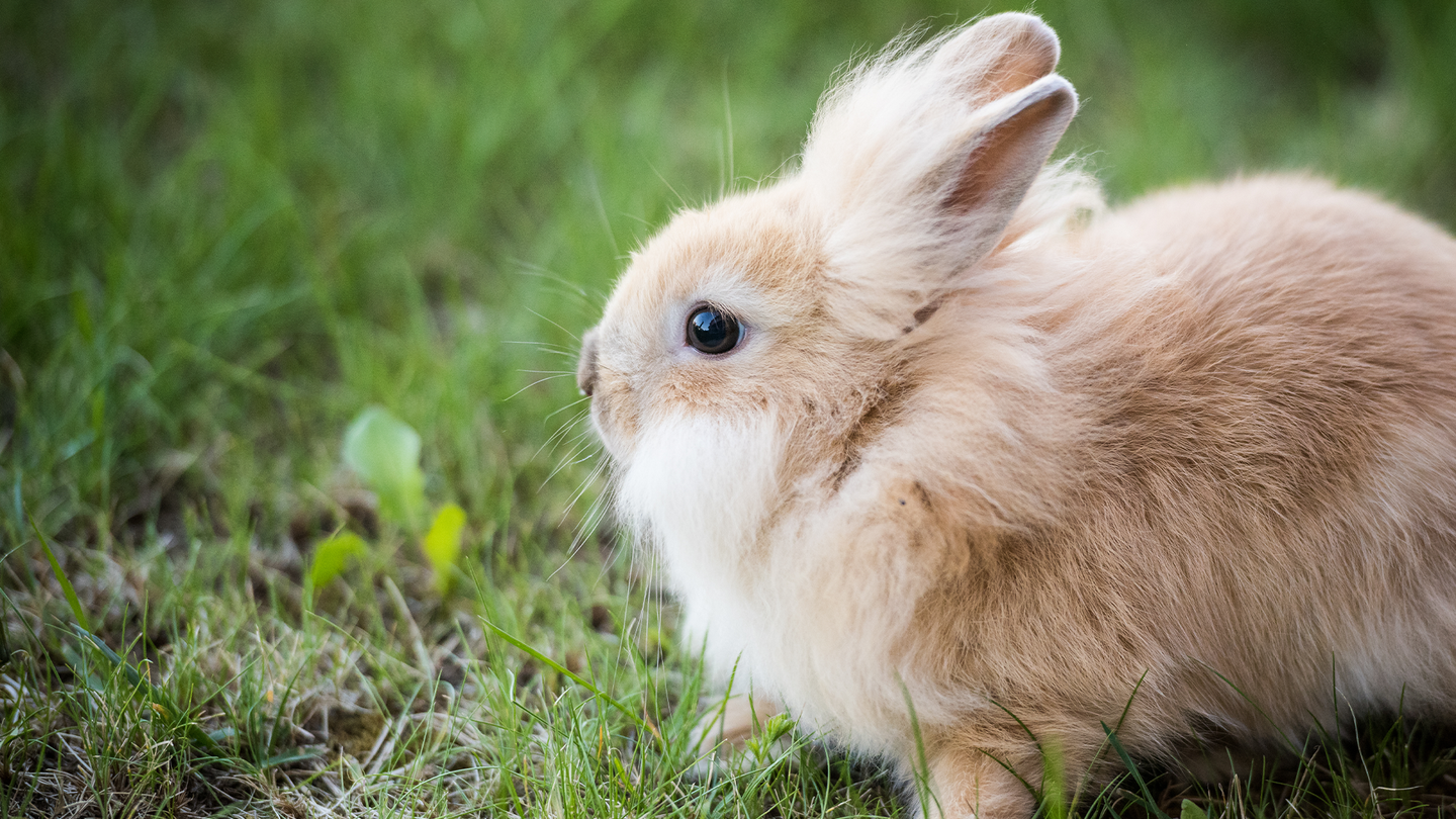 A baby lionhead rabbit sits in the grass. These domesticated rabbits are named after the lion-like mane around their faces.
