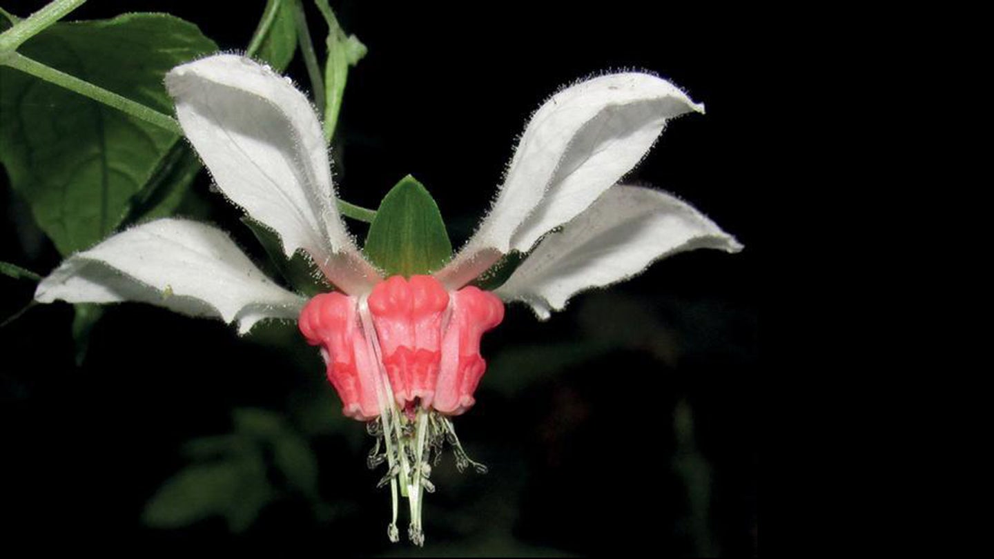 A flower of a Nasa humboldtiana subspecies called humboldtiana that was rediscovered by a team of botanists and citizen scientists for the first time in 162 years. The flower has four white petals, leading down to a center of pink petals.