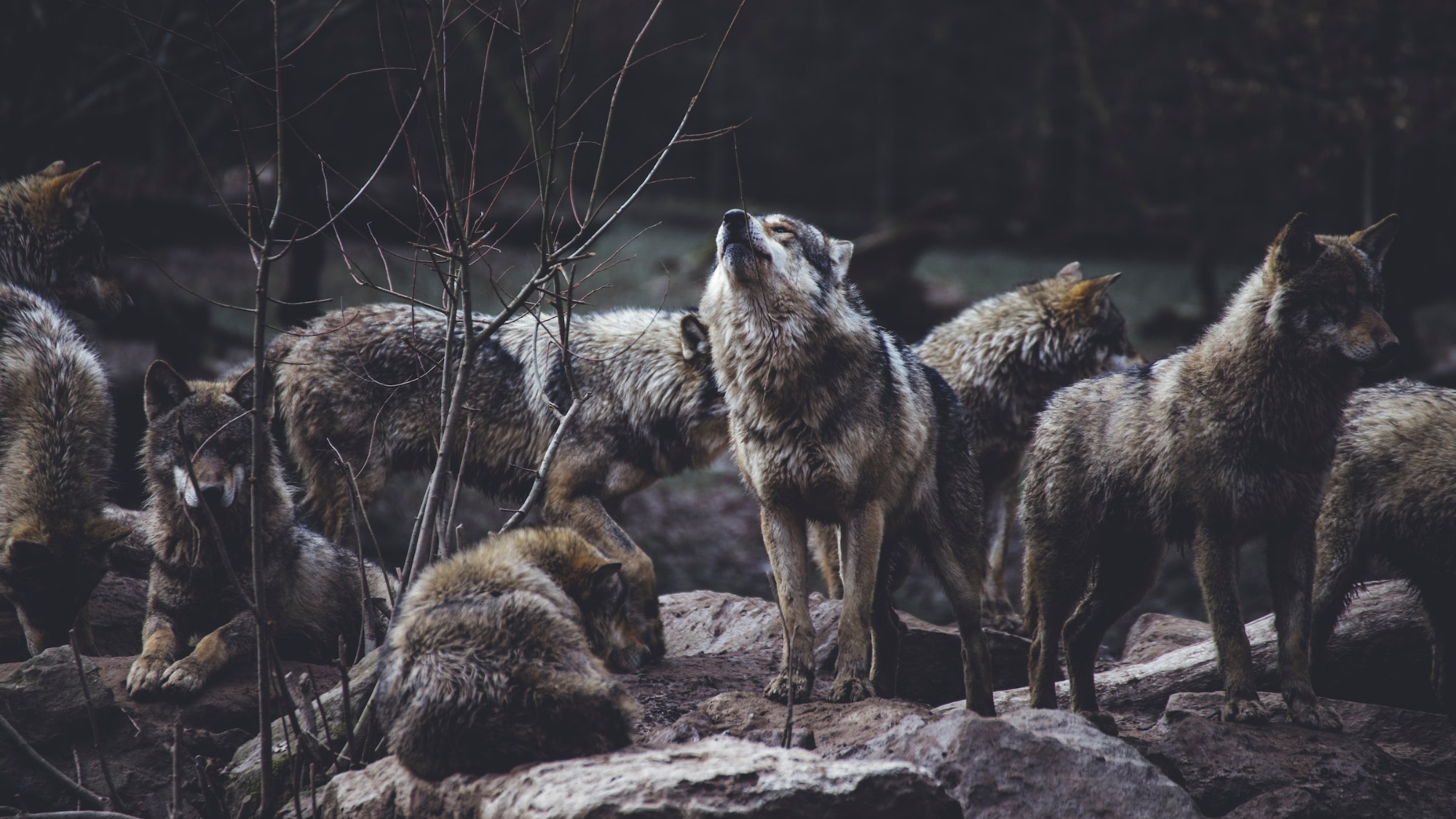 Understanding animal subjectivity through their languages - Vimarsana News