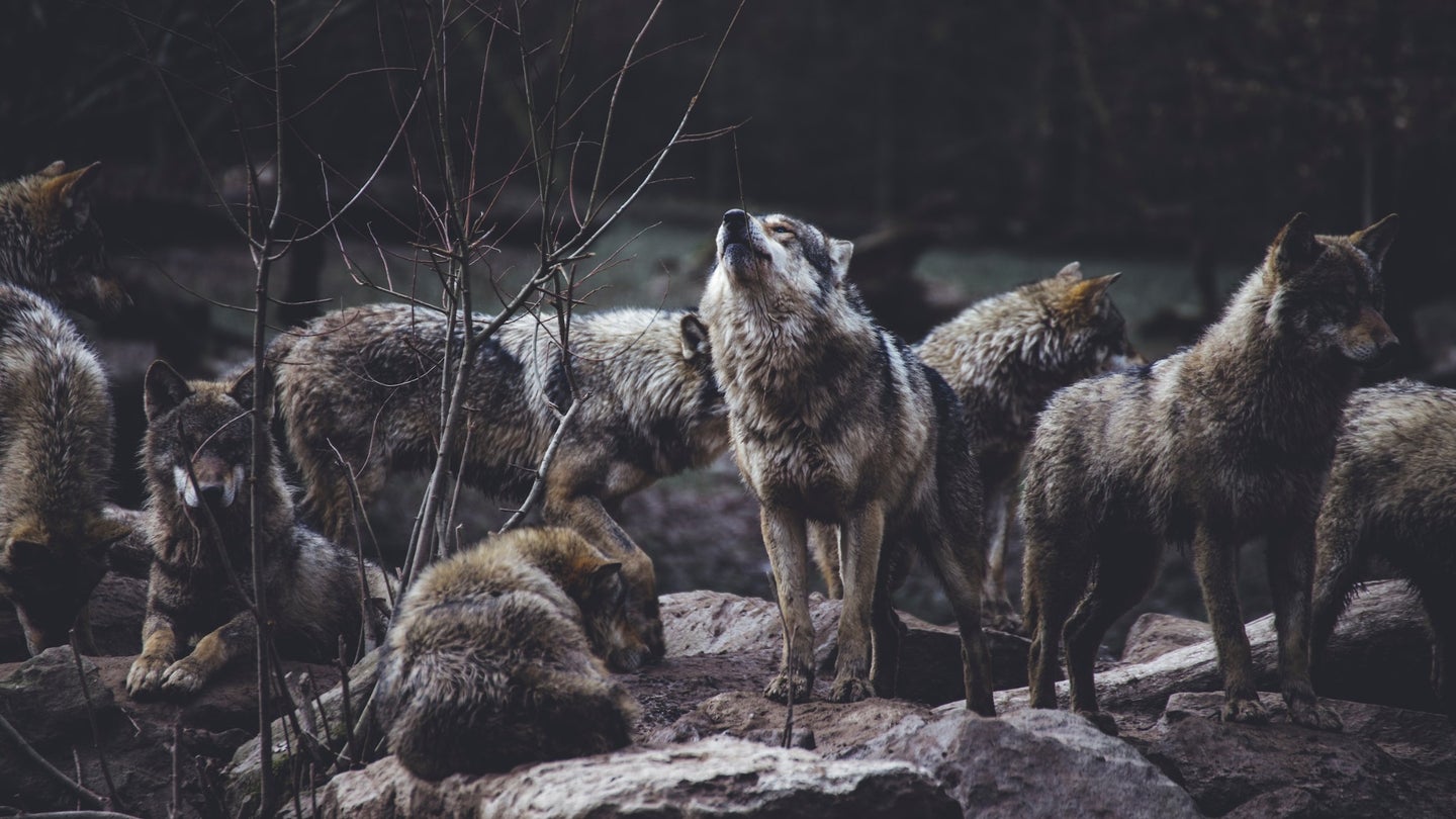 wolf pack on rock formation