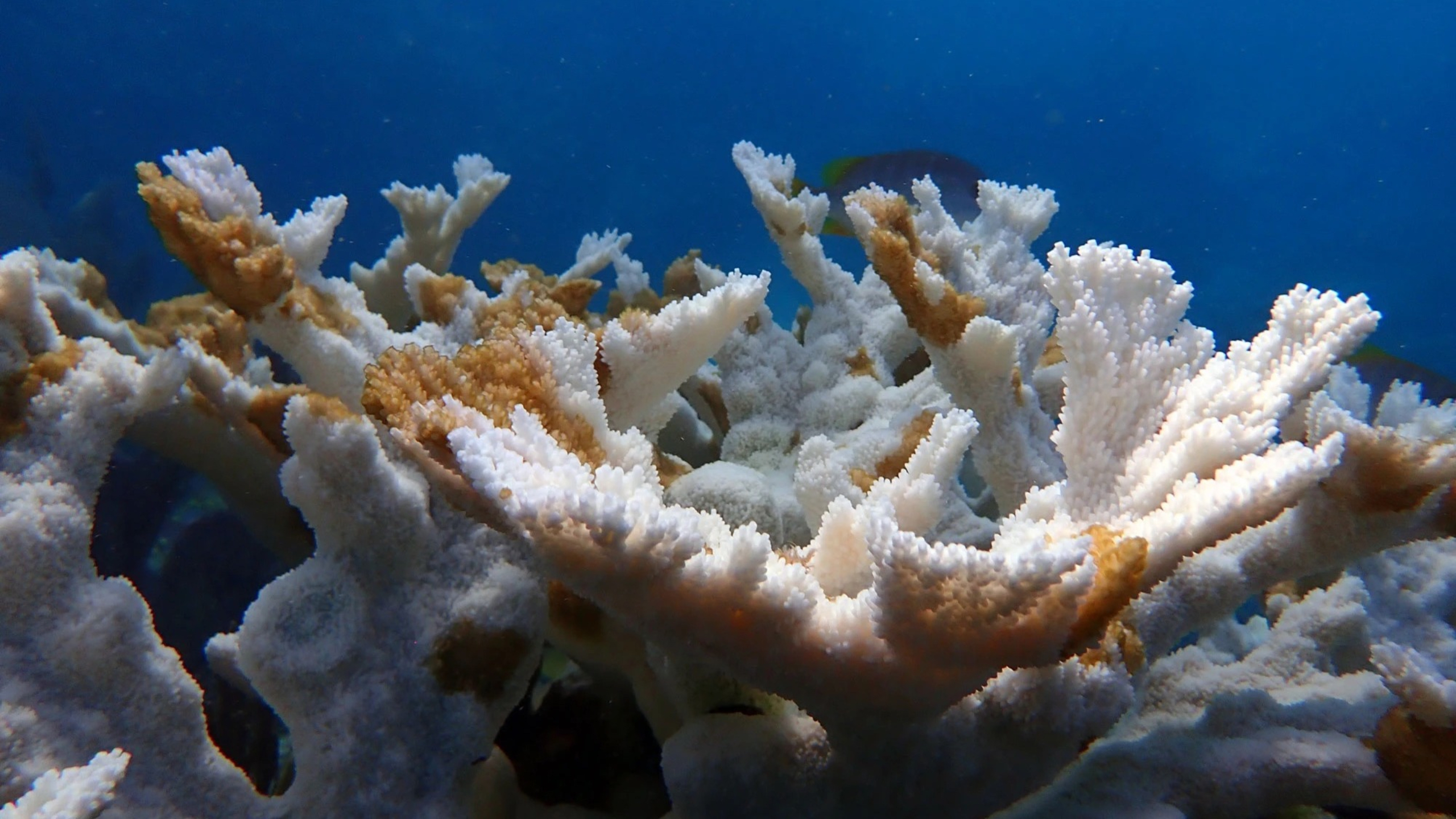 Mass coral reef bleaching in Florida as ocean temperatures hit 100 degrees