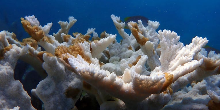 Mass coral reef bleaching in Florida as ocean temperatures hit 100 degrees