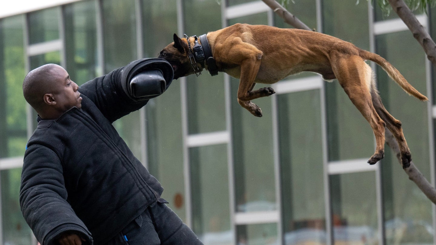 LAPD K-9 handler wears a protective bite suit during a demonstration with a police dog