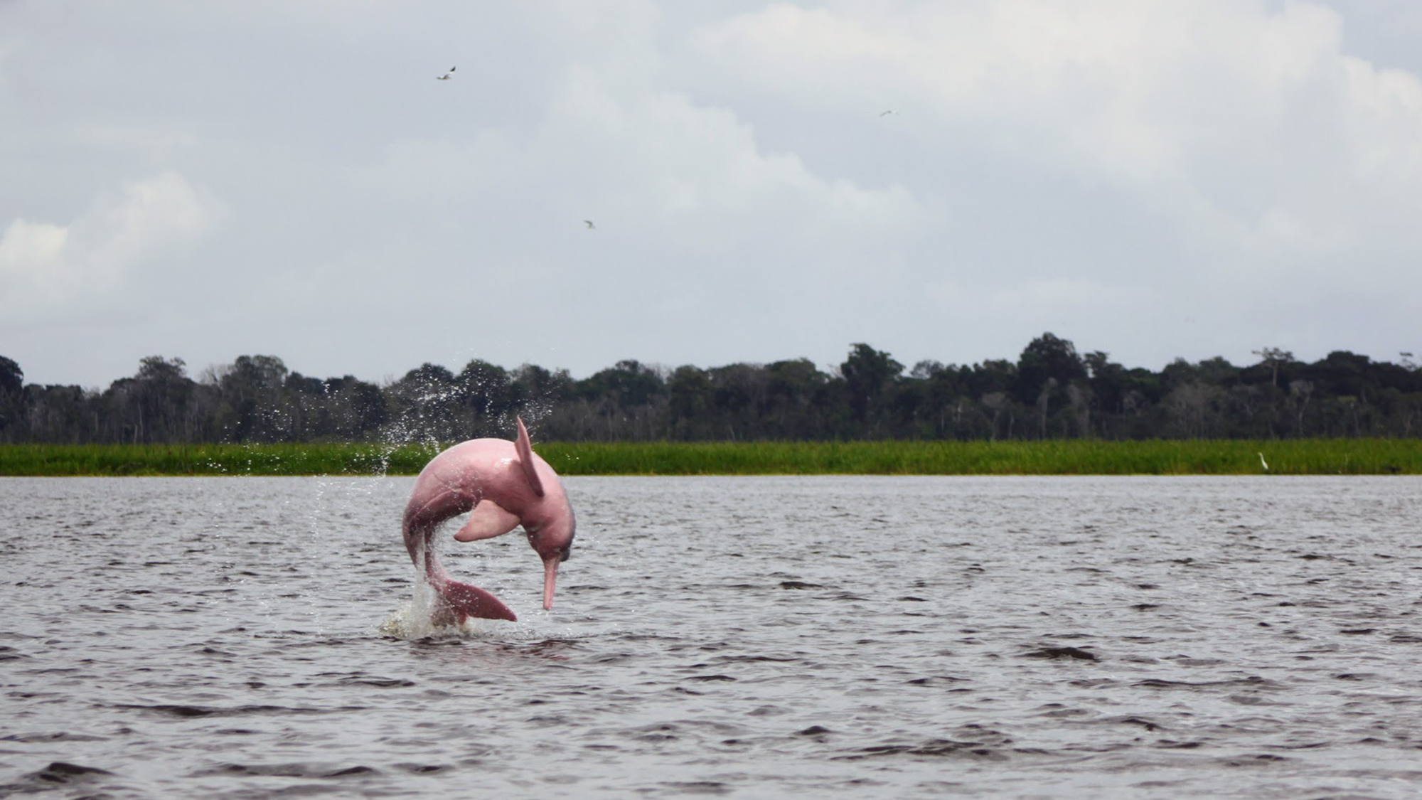 A pink river dolphin, or boto, displaying aerial behavior in the Mamirauá Sustainable Development Reserve.