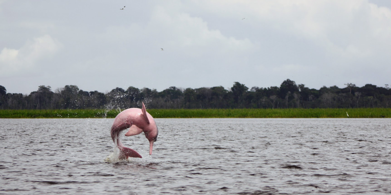 Eavesdropping on pink river dolphins could help save them