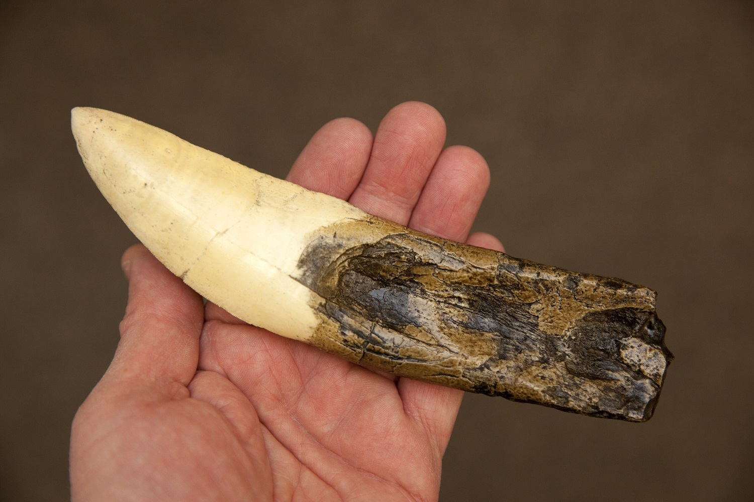 Giganotosaurus tooth cast in a person's hand for Giganotosaurus vs. T. rex comparison
