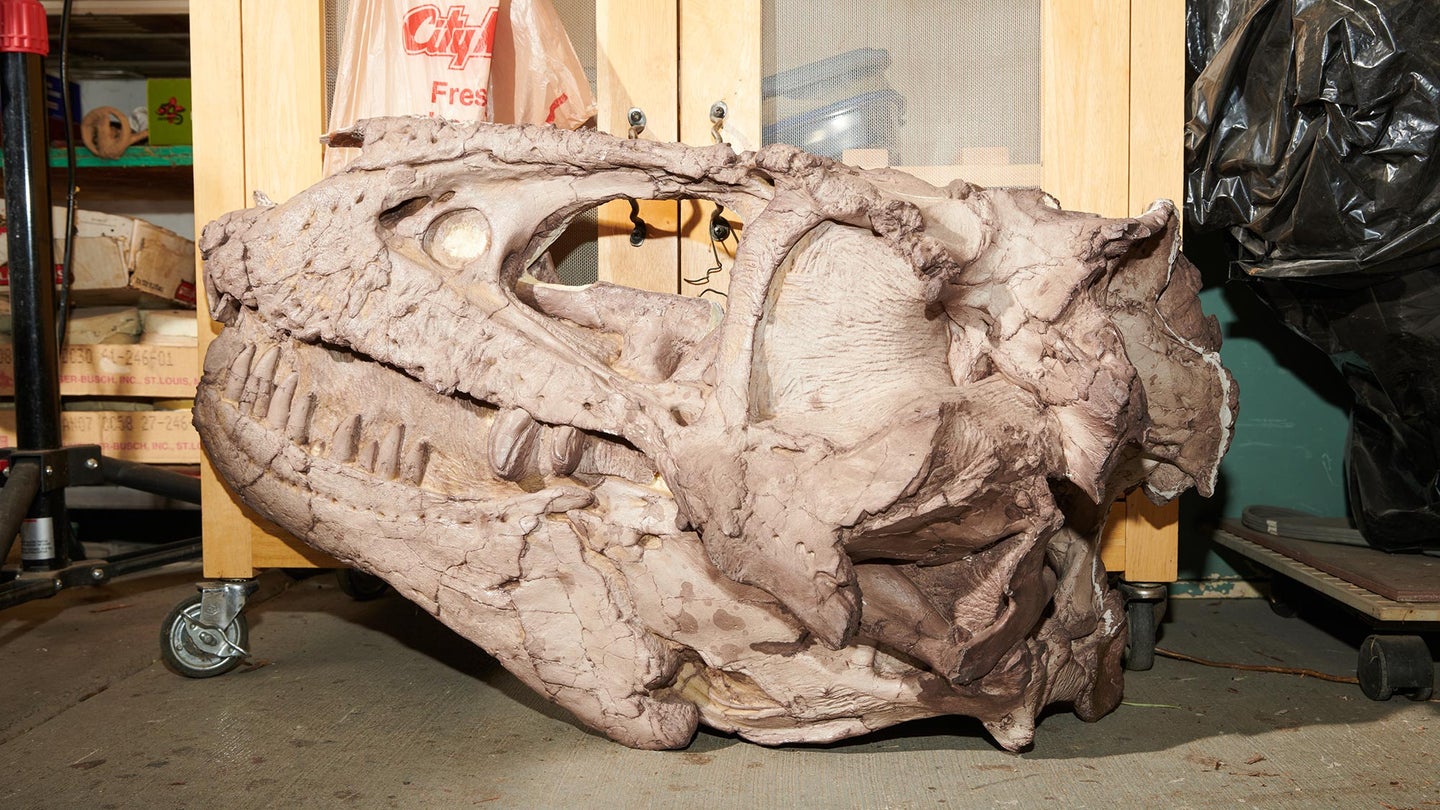 large dinosaur skull sits in storage area