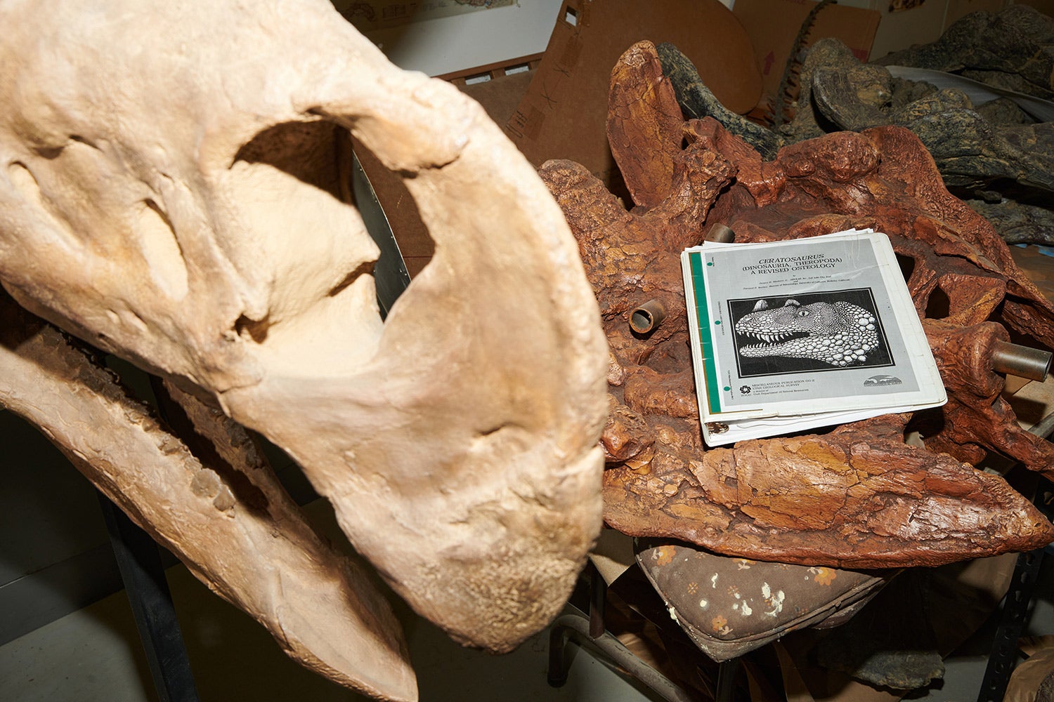 binder with bone anatomy information sits is placed on fossil parts next to large fossil head
