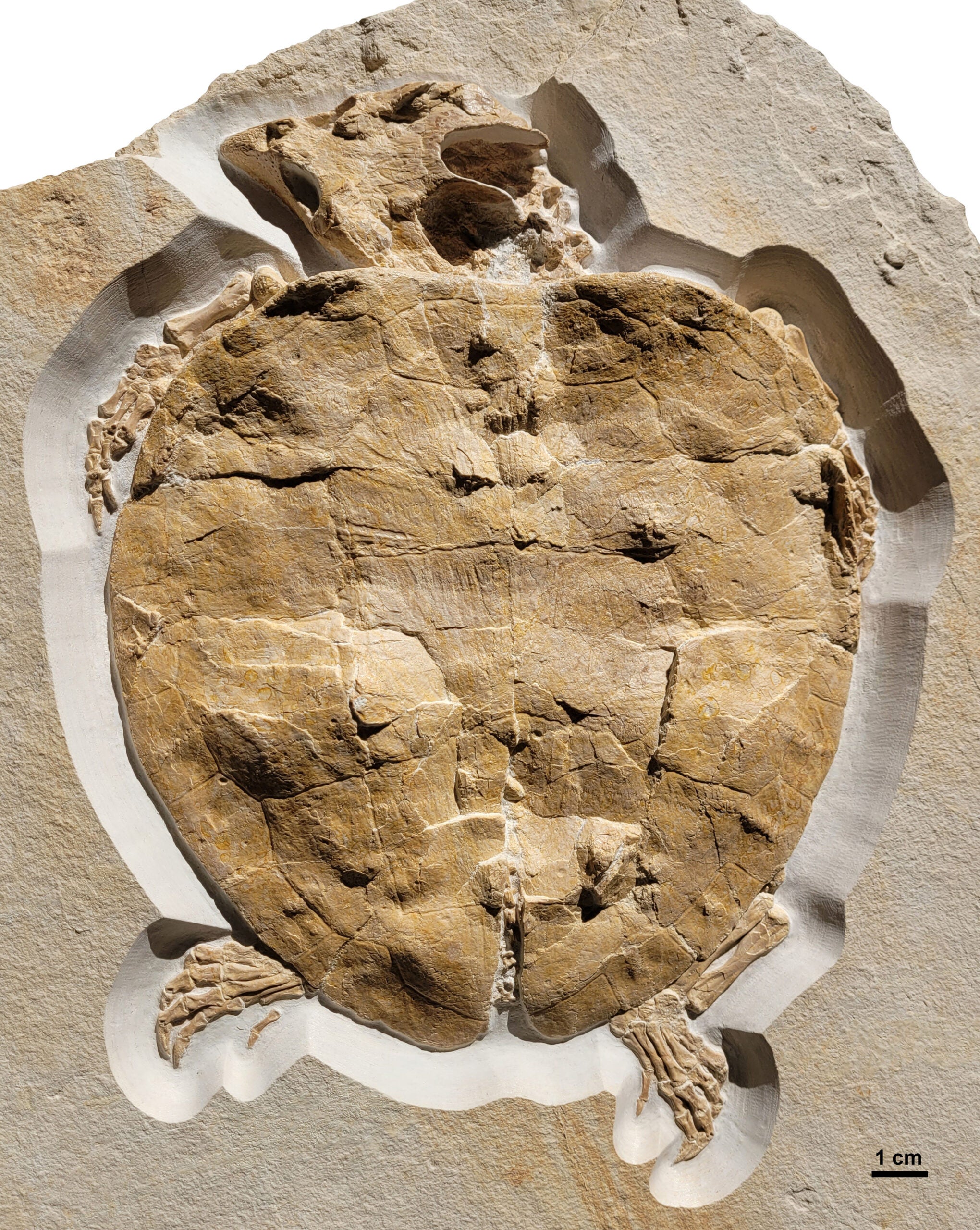 Perfectly preserved fossil of the Solnhofia parsonsi turtle, approx. 150 million years old. CREDIT: Felix Augustin/University of TÃ¼bingen
