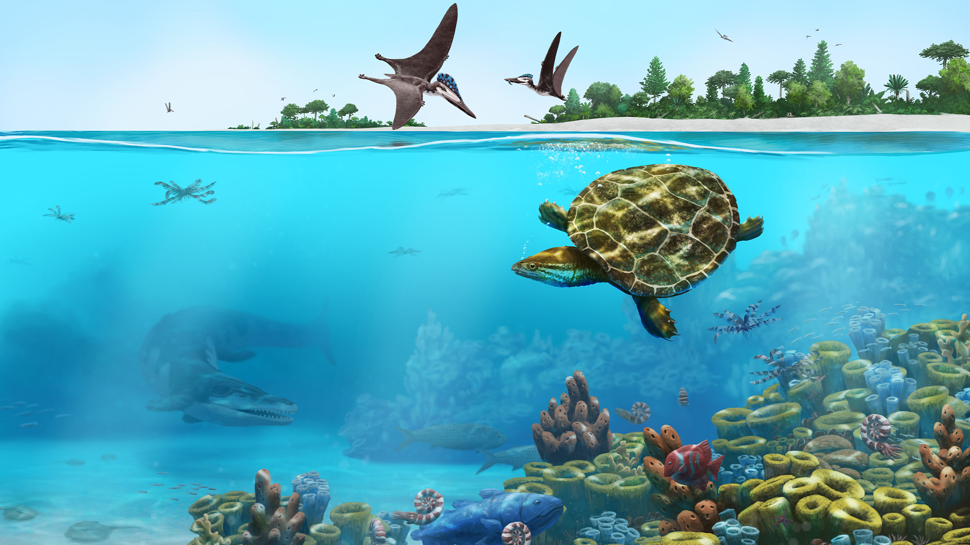 An artist’s impression of Solnhofia parsonsi’s environment in an Upper Jurassic lagoon 150 million years ago in what is now Lower Bavaria. The turtle swims in a shallow body of water, with fish swimming near it and pterosaurs flying above.