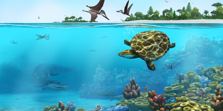 150 million-year-old turtle ‘pancake’ found in Germany