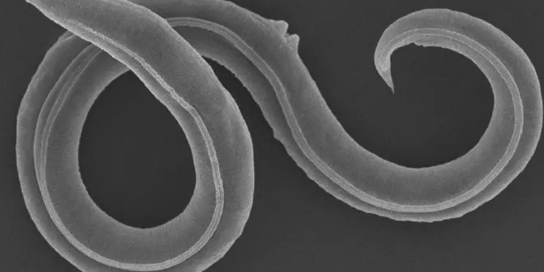 Recently awoken 46,000-year-old nematodes already have 100 generations of babies