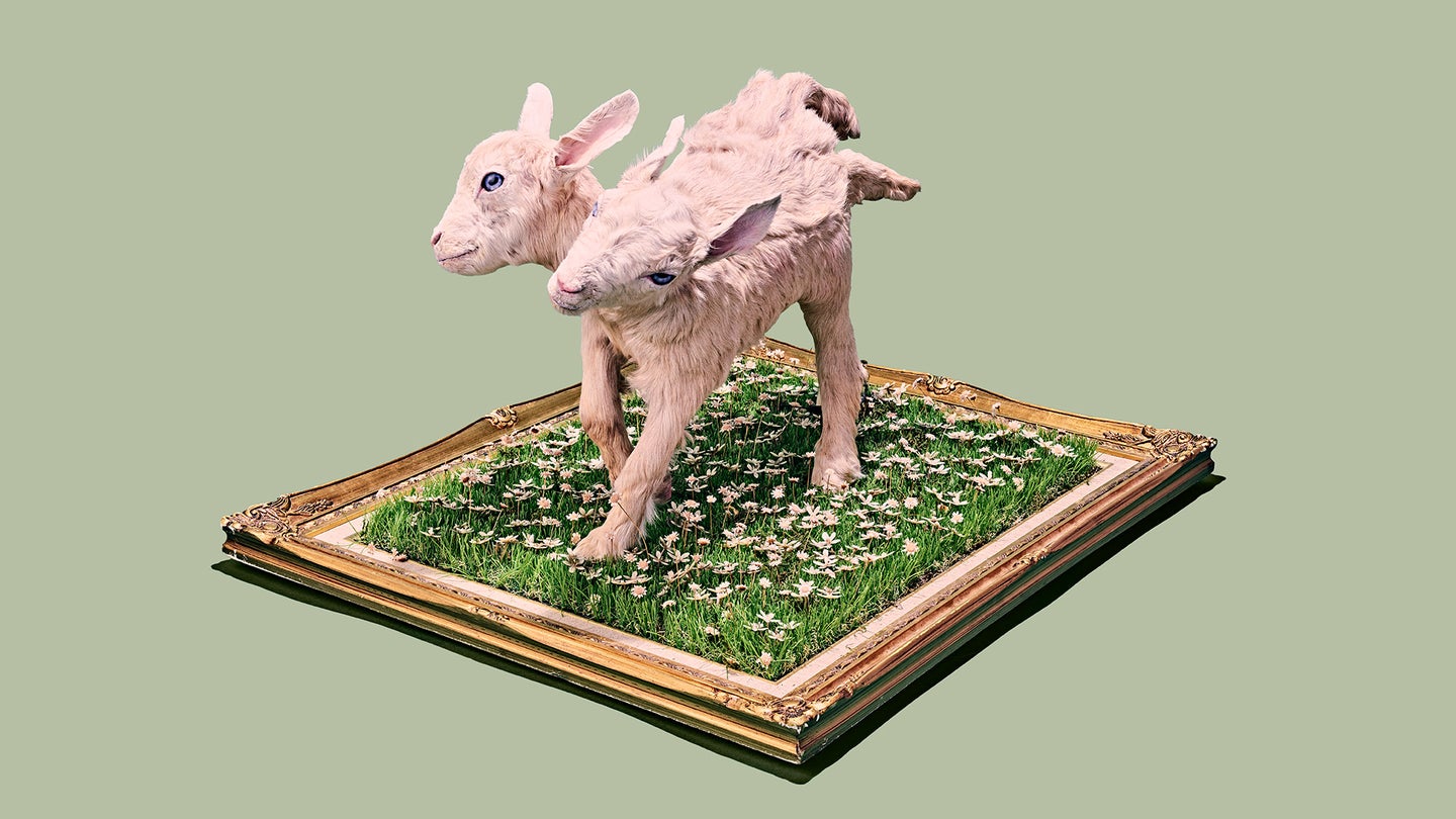 taxidermied two-headed goat kid
