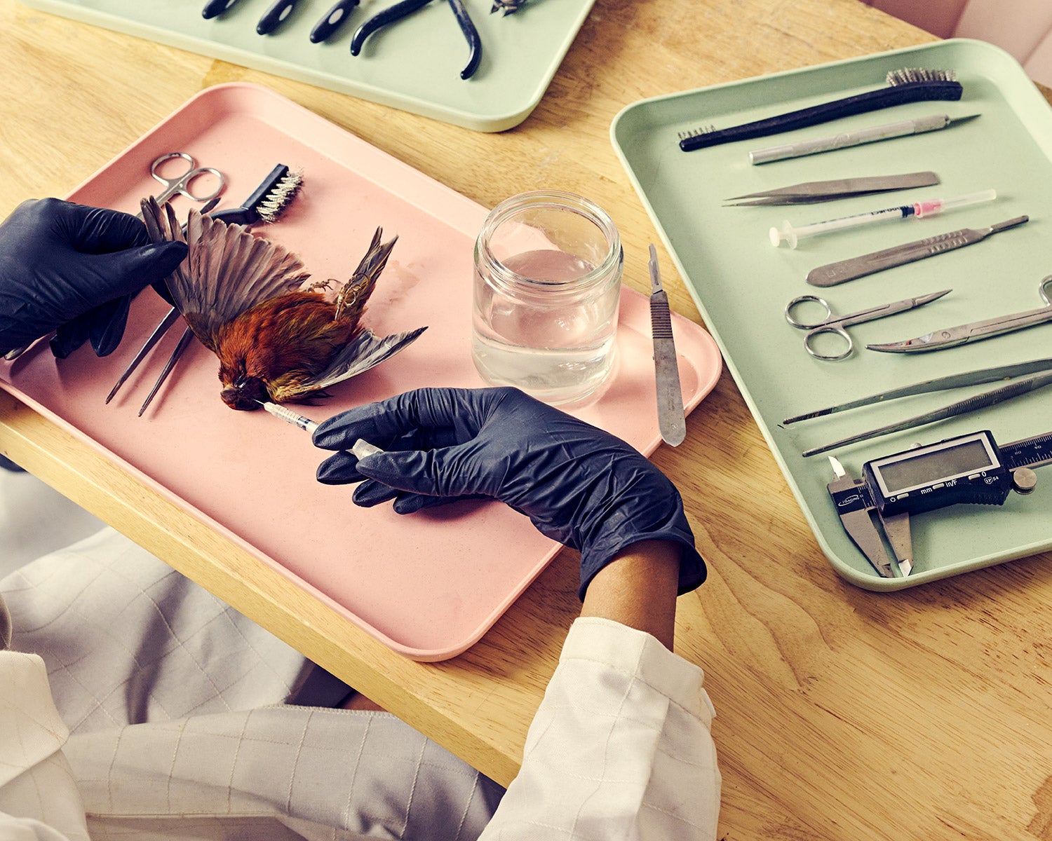 gloved hands use syringe to inject small bird, trays of taxidermy tools