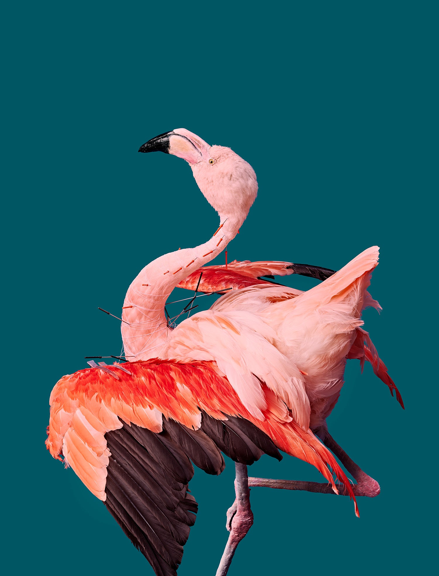 flamingo with pins in its skin undergoes taxidermy process
