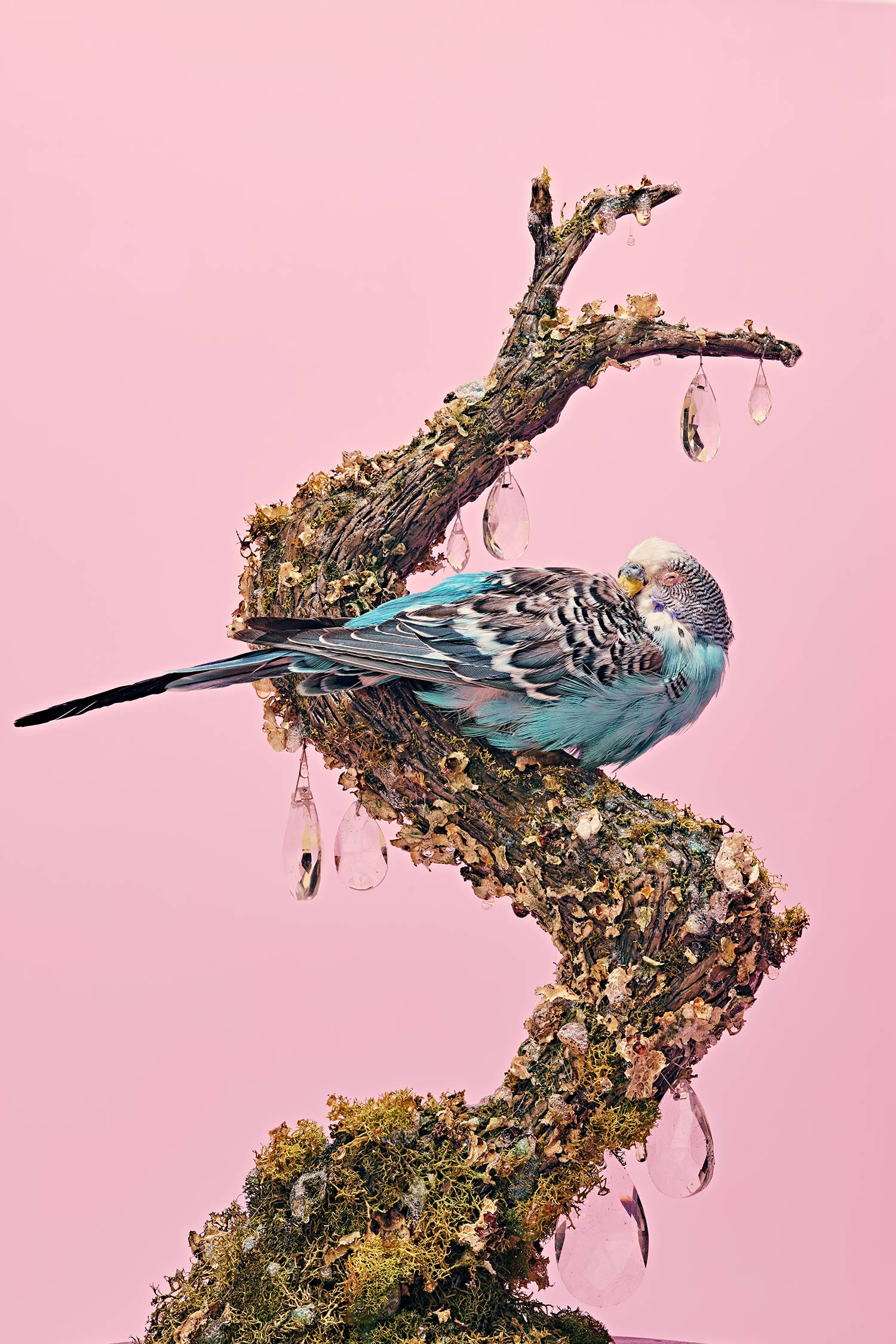 taxidermied budgie parakeet sits on branch