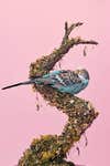 taxidermied budgie parakeet sits on branch