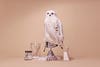 white owl in progress with taxidermy tools