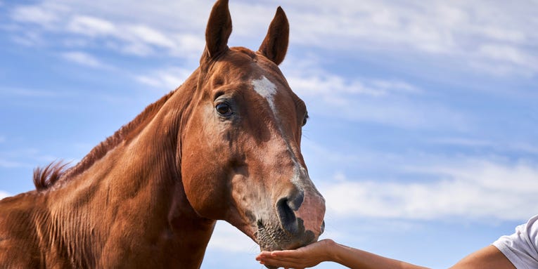 Why studying horses could help humans stay healthy, too