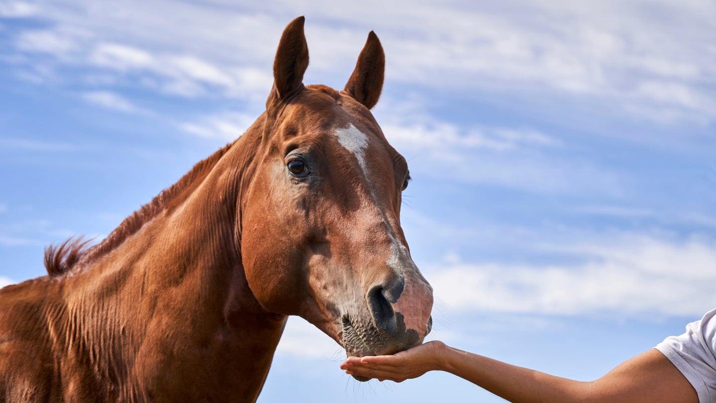 Side view of woman's hand feeding horseback on sunny day