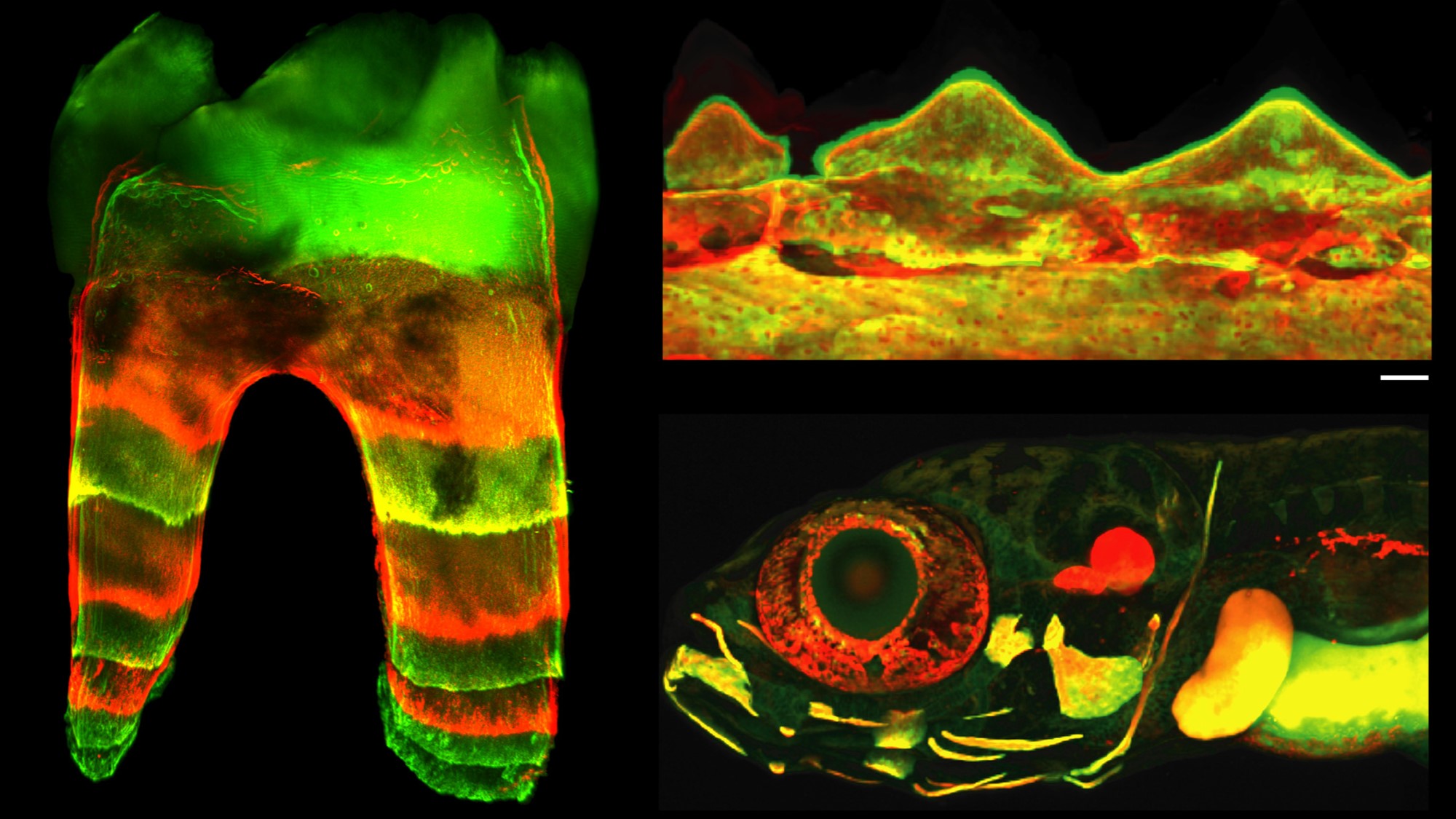 Glowing dye lets us peek inside growing bones and teeth