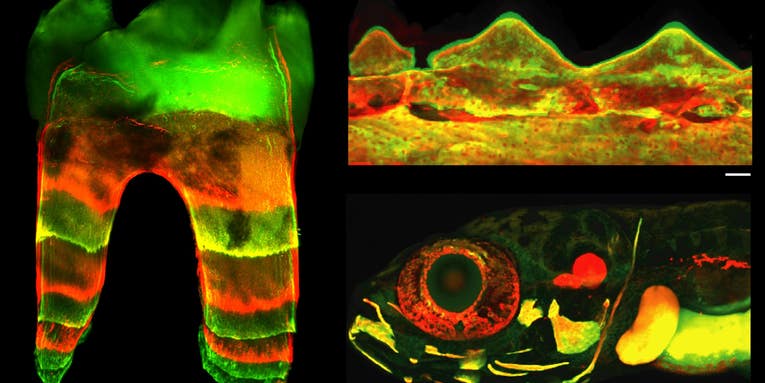 Glowing dye lets us peek inside growing bones and teeth