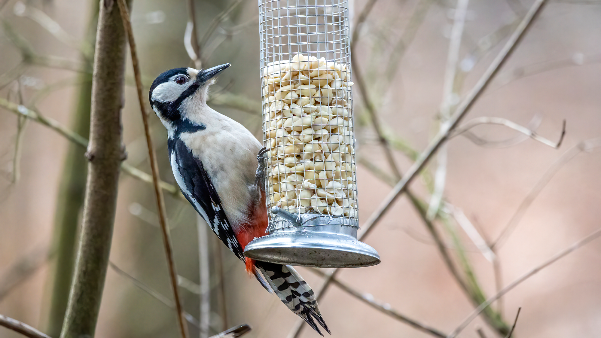 A woodpecker uses a bird feeder. Interest in bird feeding surged in 115 countries during early COVD-19 lockdowns.
