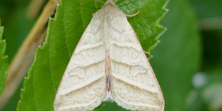 How male tobacco budworm moths found their perfect cologne