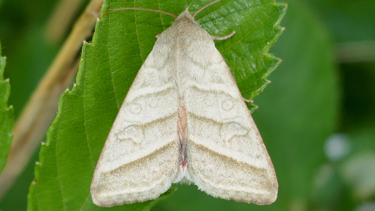 A moth called a tobacco budworm on a green leaf. Moths like the tobacco budworm use pheromone signaling to find mates.