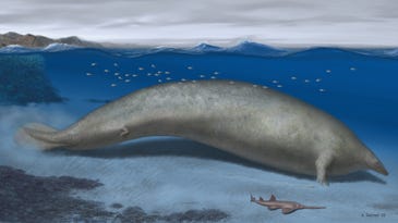 This giant sea cow-like whale may have been the heaviest creature to ever live on Earth