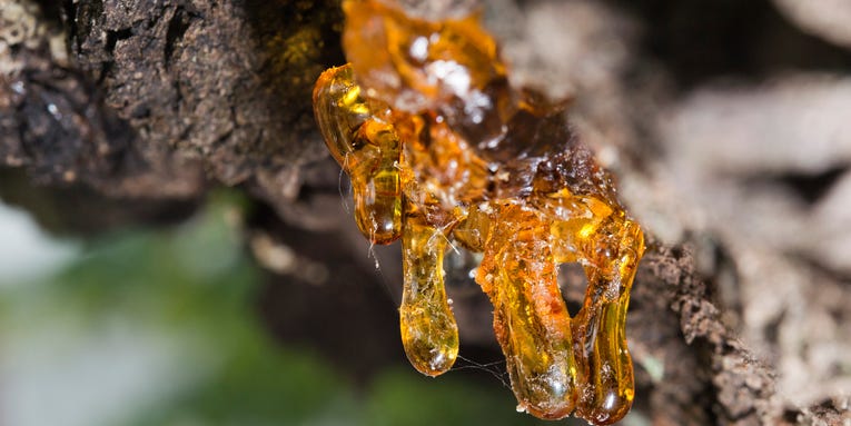 How to keep tree sap from ruining your car’s paint