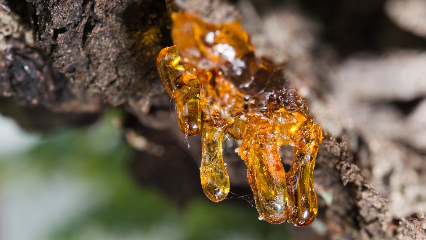 Amber tree sap dripping from a branch.